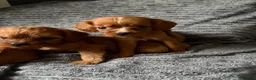 Cavapoo dogs for sale: Toy Cavapoo puppies- 3 boys & 3 girls  in Bristol - Advert 13