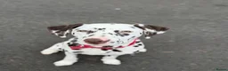 Dalmatian dogs for sale: Dalmatian male in Dundee - Advert 5