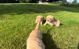 Labrador Retriever dogs for sale: Labrador puppies - Image 6