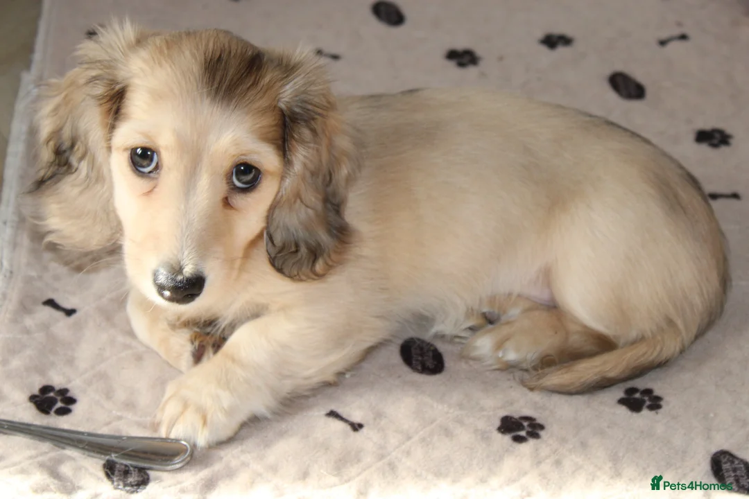 Miniature Dachshund dogs for sale: Cream dapple girl  - Advert 7