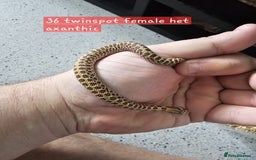 Snake reptiles for sale: Western Hognose Snakes Adults&Hatchlings - Image 6