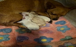 Chihuahua dogs for sale: Male chihuahua boy - Image 4