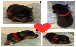 Jack Russell dogs for sale: Stunning Rainbow Litter of Jack Russell Terriers  - Image 4