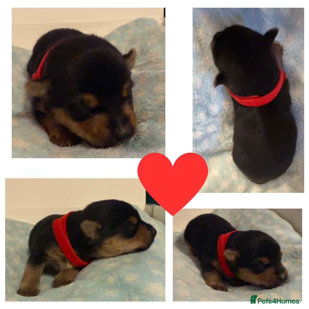 Jack Russell dogs for sale: Stunning Rainbow Litter of Jack Russell Terriers  - Image 4