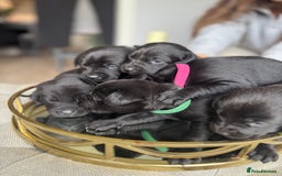 Labrador Retriever dogs for sale: Stunning homebred labs - Image 16