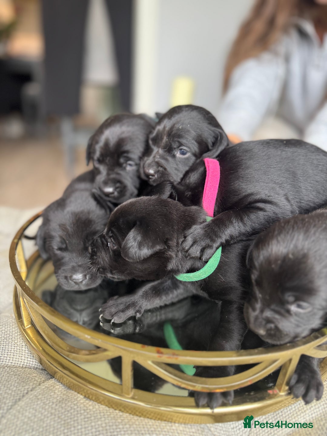 Labrador Retriever dogs for sale: Stunning homebred labs - Image 16
