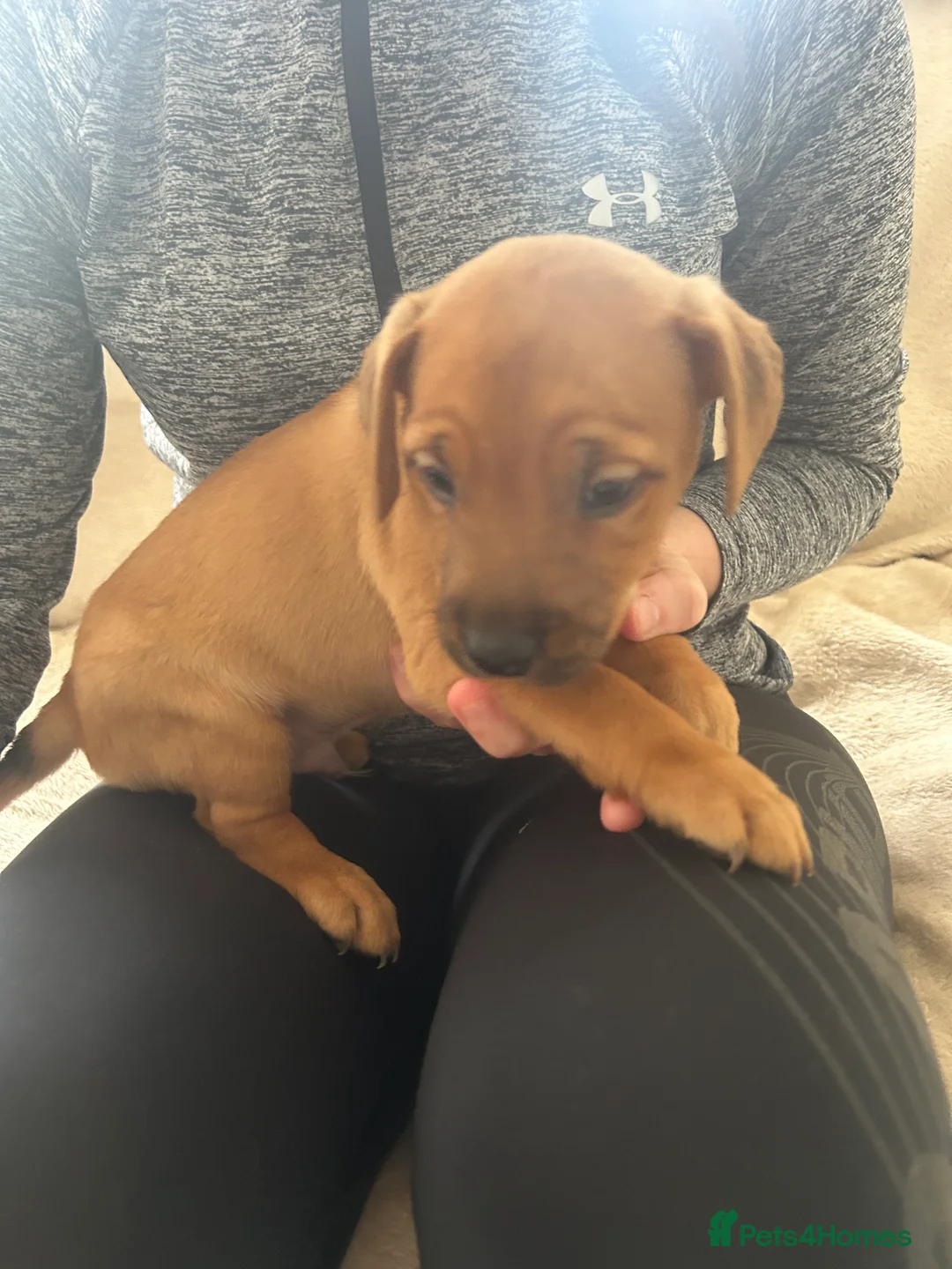 Jack Russell dogs for sale: 1boy left now  - Advert 1