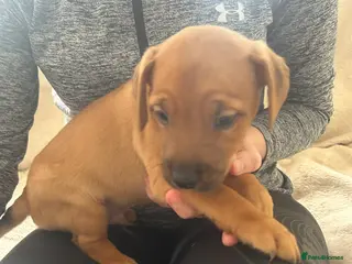 Jack Russell dogs 1boy left now - Advert 10