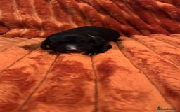 Cocker Spaniel dogs for sale: 4 Cocker spaniel puppy’s  - Advert 14