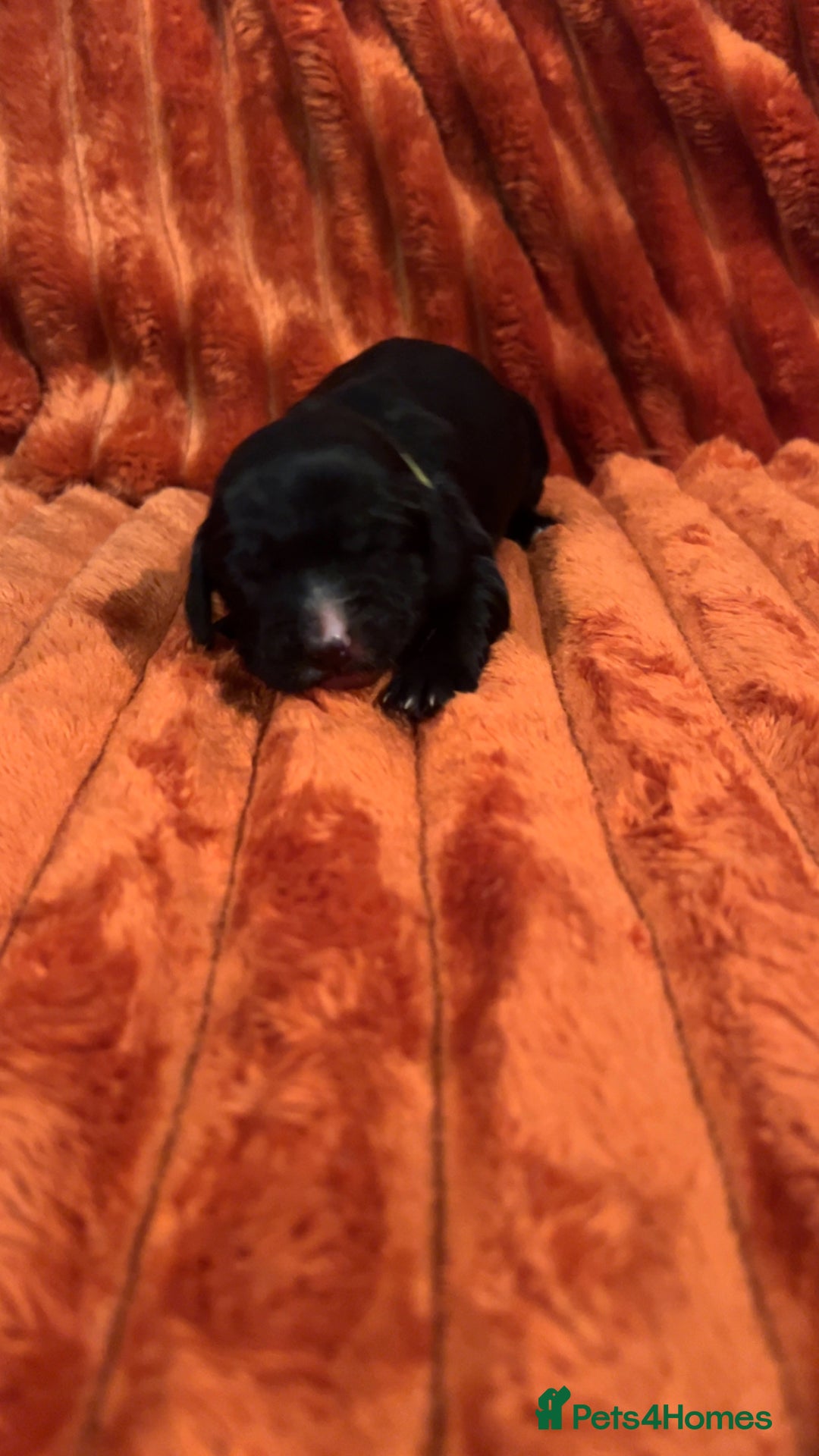 Cocker Spaniel dogs for sale: 4 Cocker spaniel puppy’s  - Advert 14