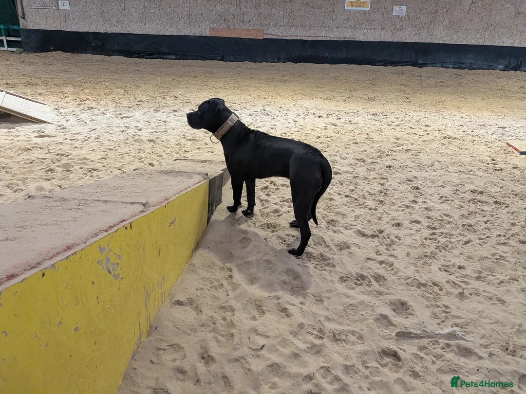 Mixed Breed dogs for sale: Canecorso cross borbel  - Advert 2