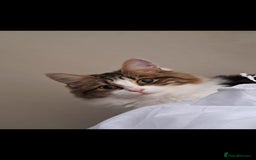 Siberian cats for sale: Cats for sale - Image 4