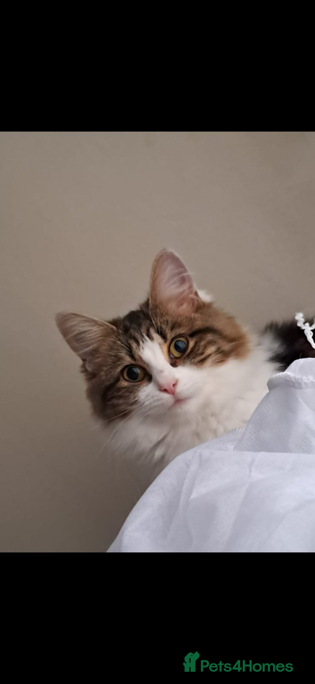 Siberian cats for sale: Cats for sale - Image 4