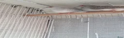 Finches birds for sale: Birds for sale in Stoke-on-Trent  - Advert 3
