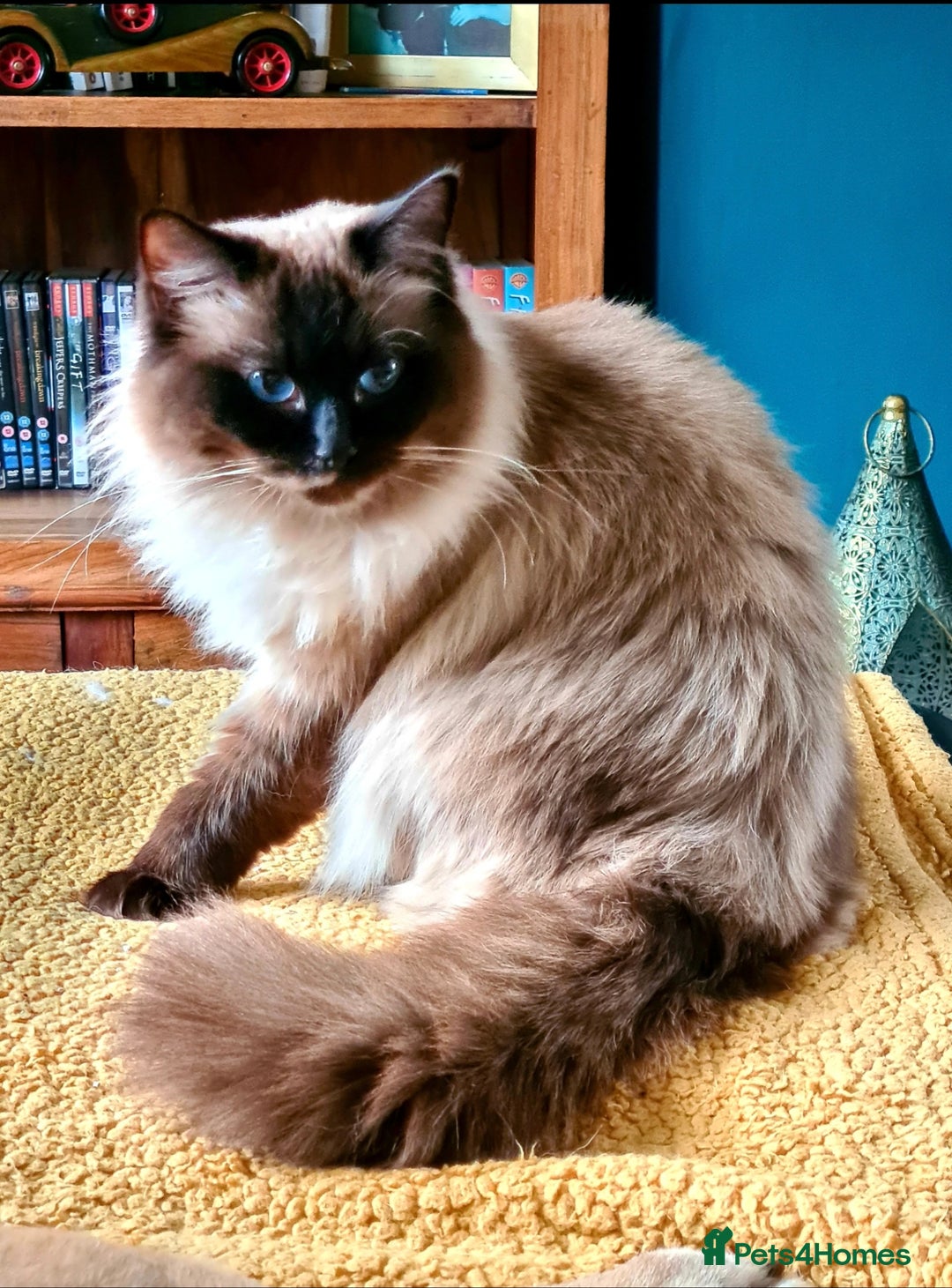 Ragdoll cats for sale: Ready now hcm clear ragdoll litter. X6 - Image 17