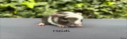 Guinea Pig rodents for sale: Gorgeous baby guinea pigs  - Advert 5