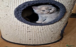 British Shorthair cats for sale: British Shorthair Kittens  - Image 12