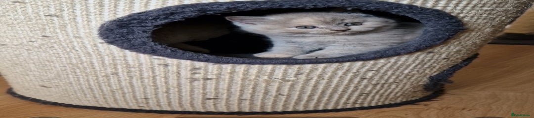 British Shorthair Kitten 2