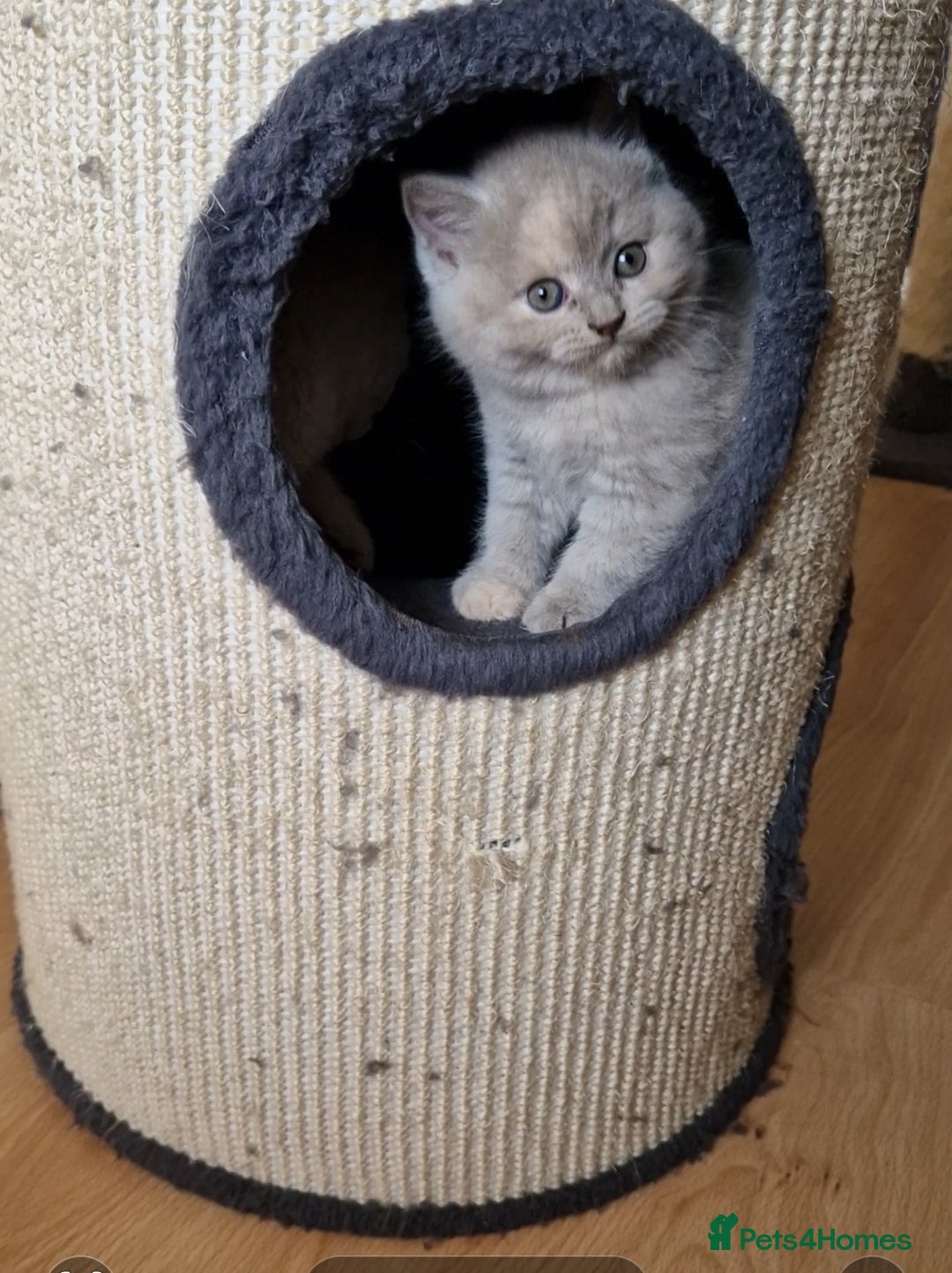 British Shorthair cats for sale: British Shorthair Kittens  - Image 12