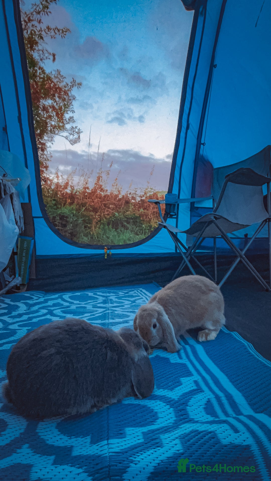 Mini Lop rabbits for sale: Bonded Mini Lop Bunnies Looking for a Loving Home - Advert 5