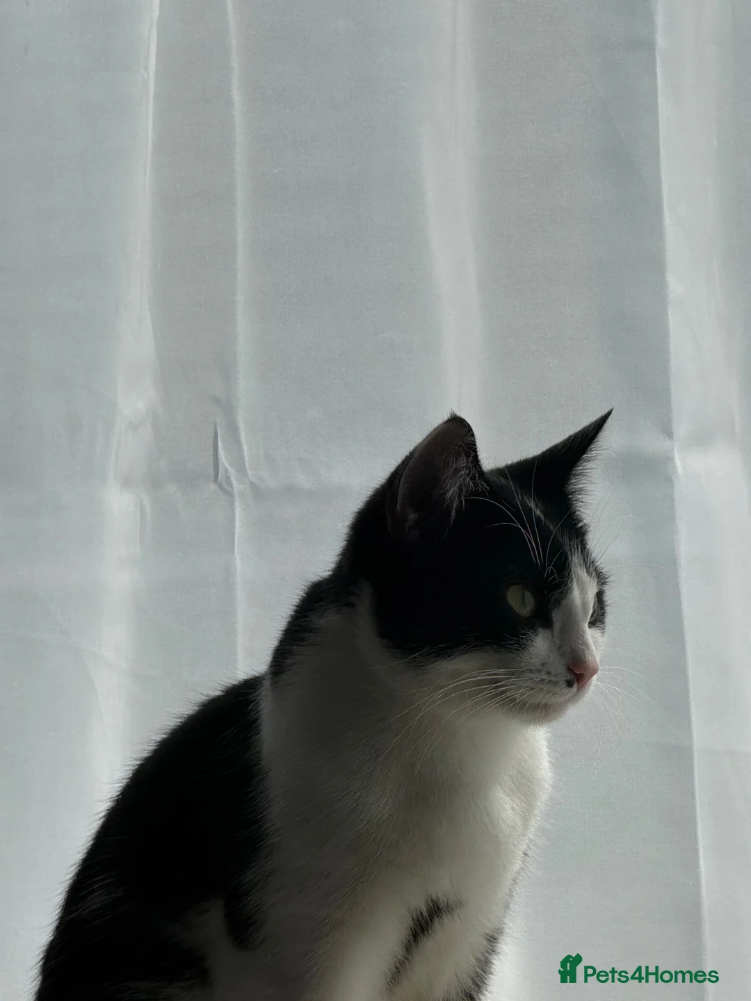 Domestic Shorthair cats for sale: Female Domestic Shorthair for sale - Advert 6