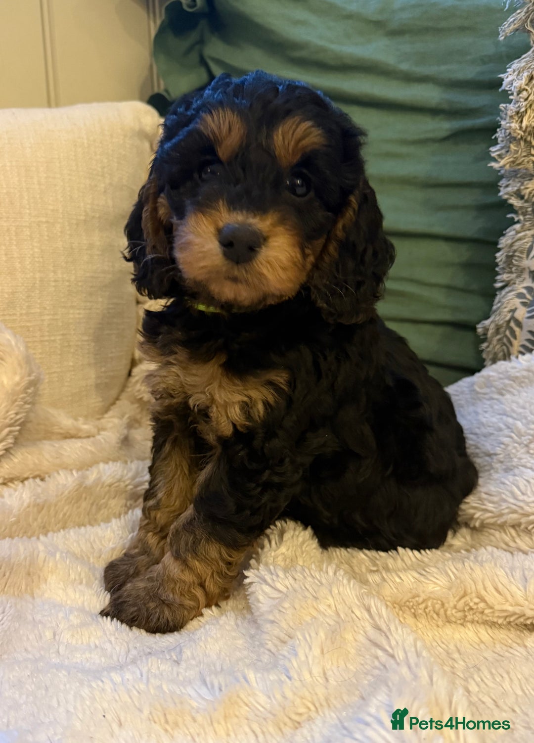 Cockapoo dogs for sale: Stunning litter of F1 Cockapoo Puppies  - Advert 2