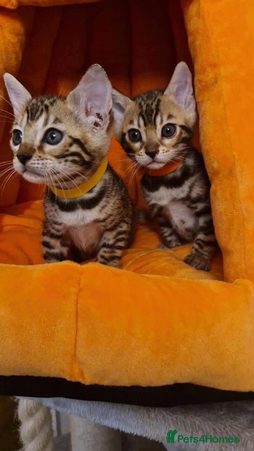 Bengal cats for sale: Beautiful kittens 🥰 - Advert 31