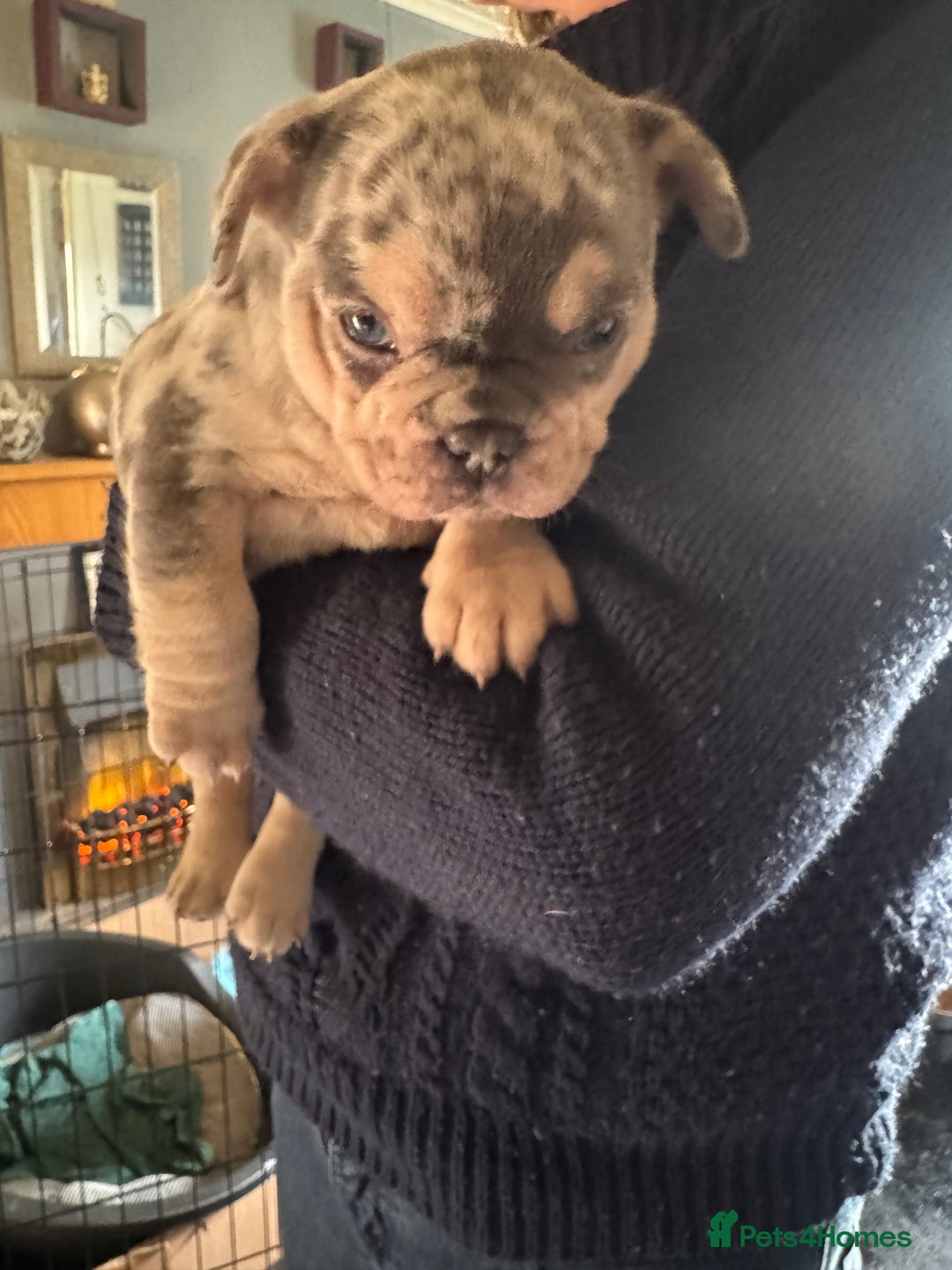 French Bulldog dogs for sale: 🐶 Stunning Merle Lilac Fawn French Bulldogs - Advert 20