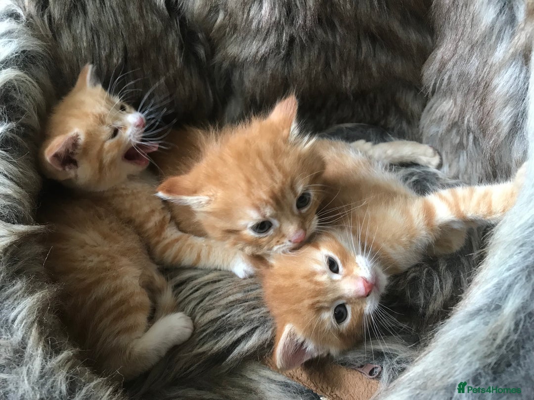 Maine Coon cats for sale: 2 Beautiful Ginger Maine Coon Cross Kittens - Image 3