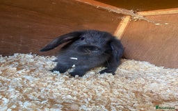 Mini Lop rabbits for sale: 2 beautiful baby mini lops for sale  - Image 5