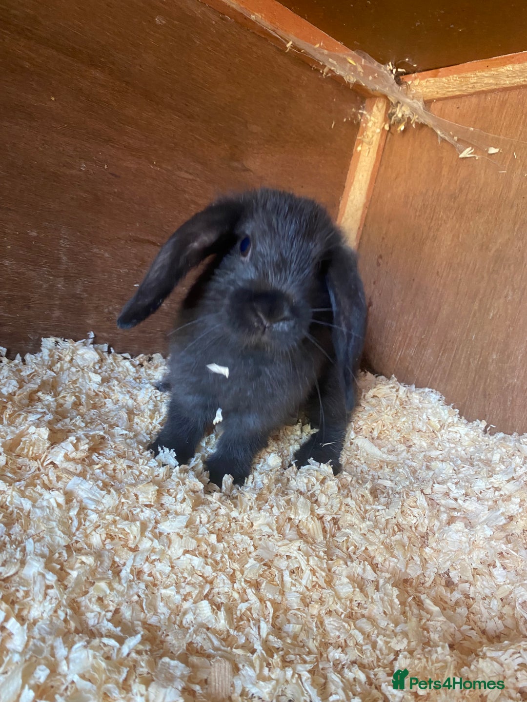 Mini Lop rabbits for sale: 2 beautiful baby mini lops for sale  - Image 5