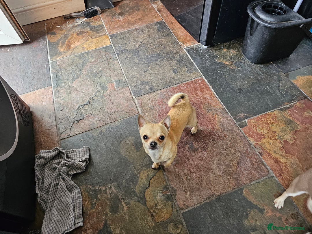 Chihuahua dogs for sale: Chihuahua (Boy) - Image 3