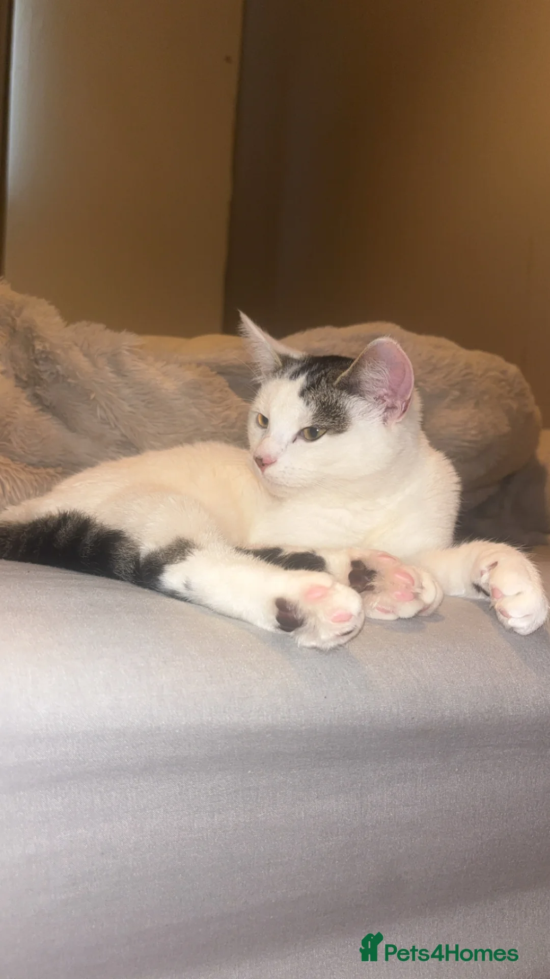 Mixed Breed cats for sale: Adorable 8 month old cat - Advert 4