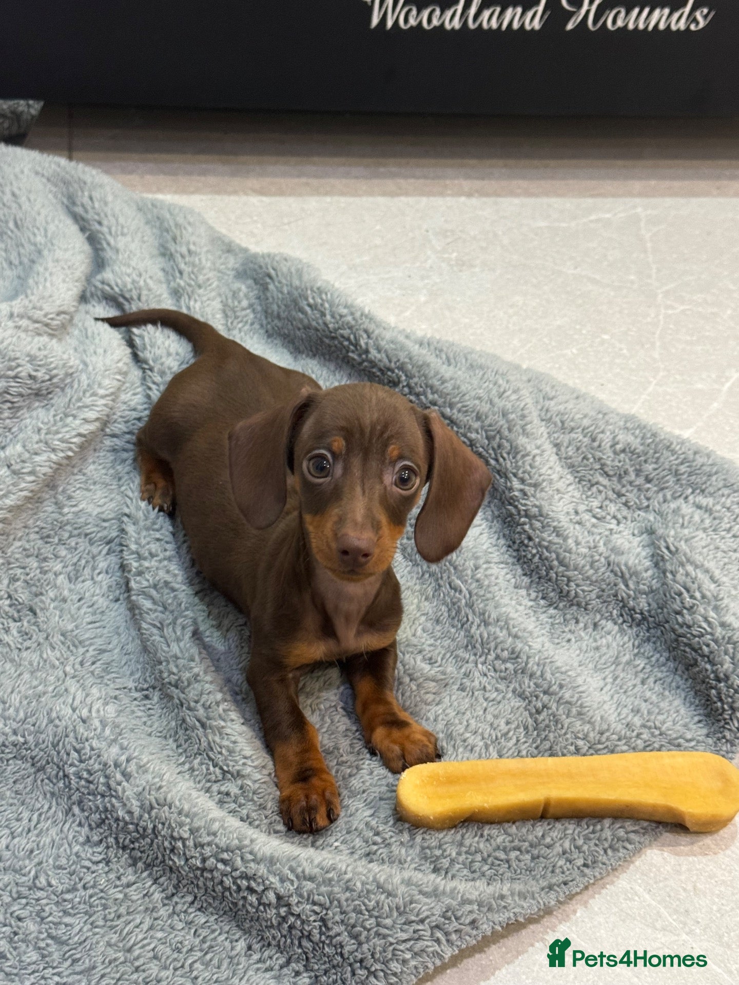 Miniature Dachshund dogs Only one little girl available.KC mini dachshunds - Advert 1
