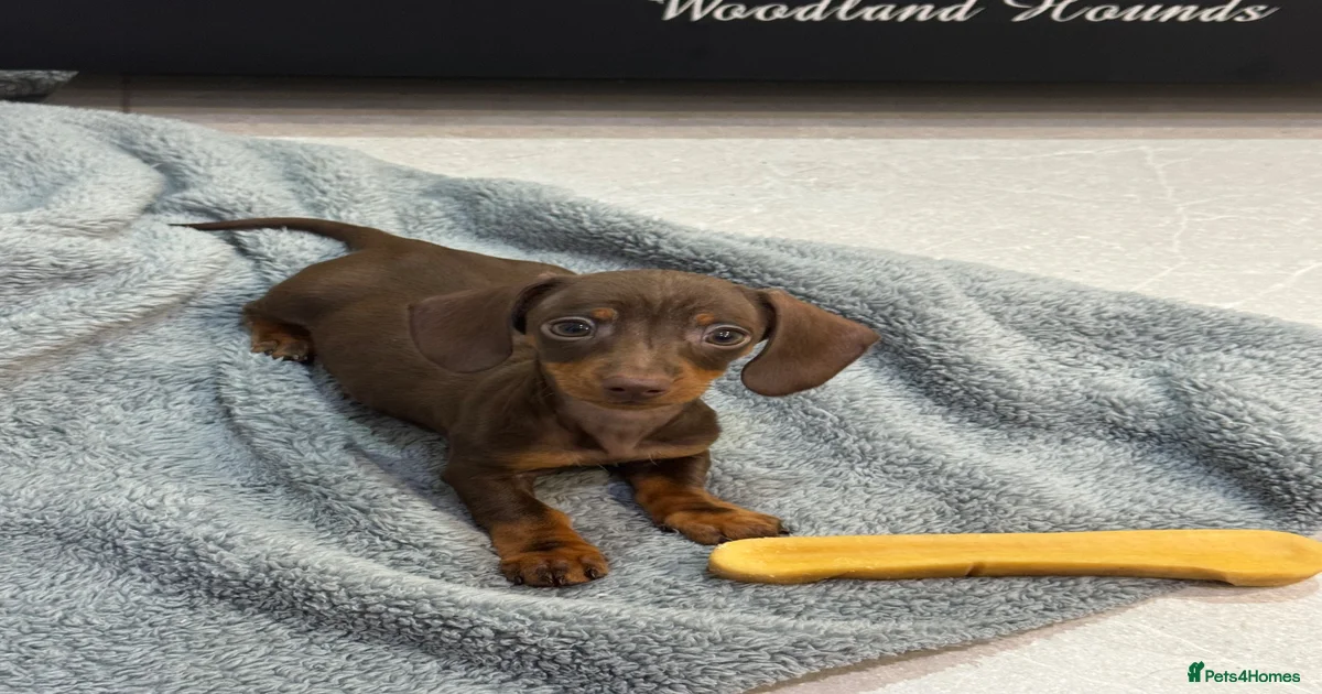 Tiny Miniature Dachshund Puppies for sale | Pets4Homes