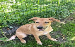 Mixed Breed dogs for adoption: 💖🐶 BAMBY 🐶💖 - Image 9