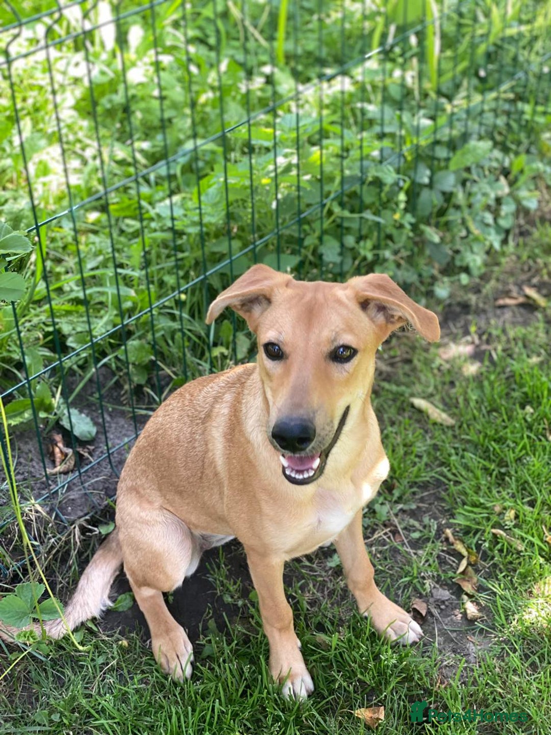 Mixed Breed dogs for adoption: 💖🐶 BAMBY 🐶💖 - Image 9