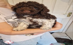 Lagotto Romagnolo dogs for sale: Beautiful Lagotto Romagnolo girls, KC reg - Image 6