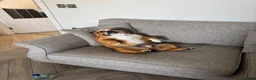 English Bulldog dogs for sale: Missy- English bulldog - Advert 11