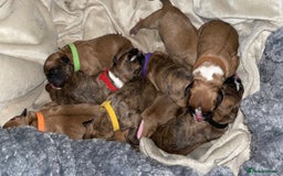 Boxer dogs for sale: A Second Chance for a Gentle Boxer - Advert 9