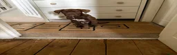 Mixed Breed dogs for sale: Bear the Doguematian  in Ashby-de-la-Zouch - Advert 5