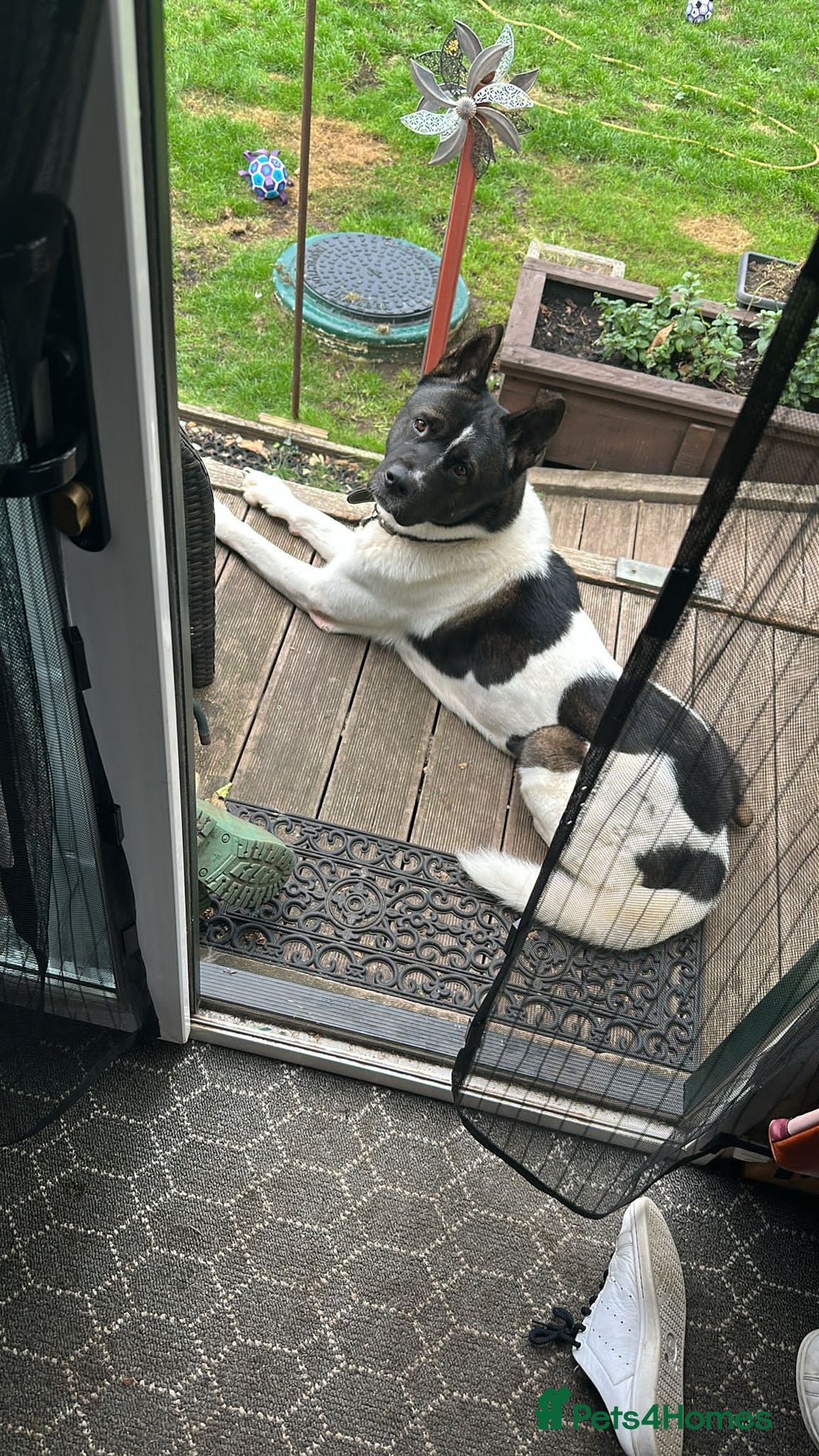 Akita dogs for sale: Beautiful American Akita Male 4 Years Old - Advert 2