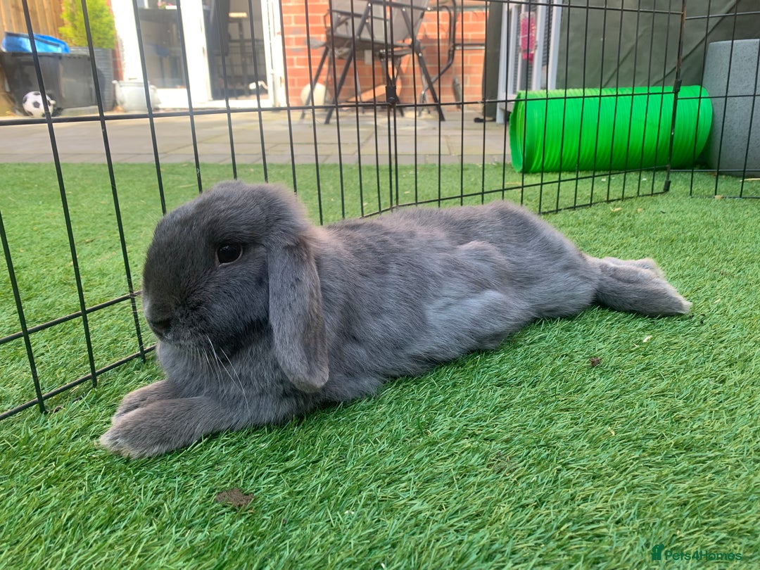 Mini Lop rabbits for sale: Beautiful baby  mini lops bunny’s  in Taunton - Image 5