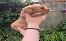 Cavalier King Charles Spaniel dogs for sale: Beautiful female cavalier king charles spaniels - Image 4