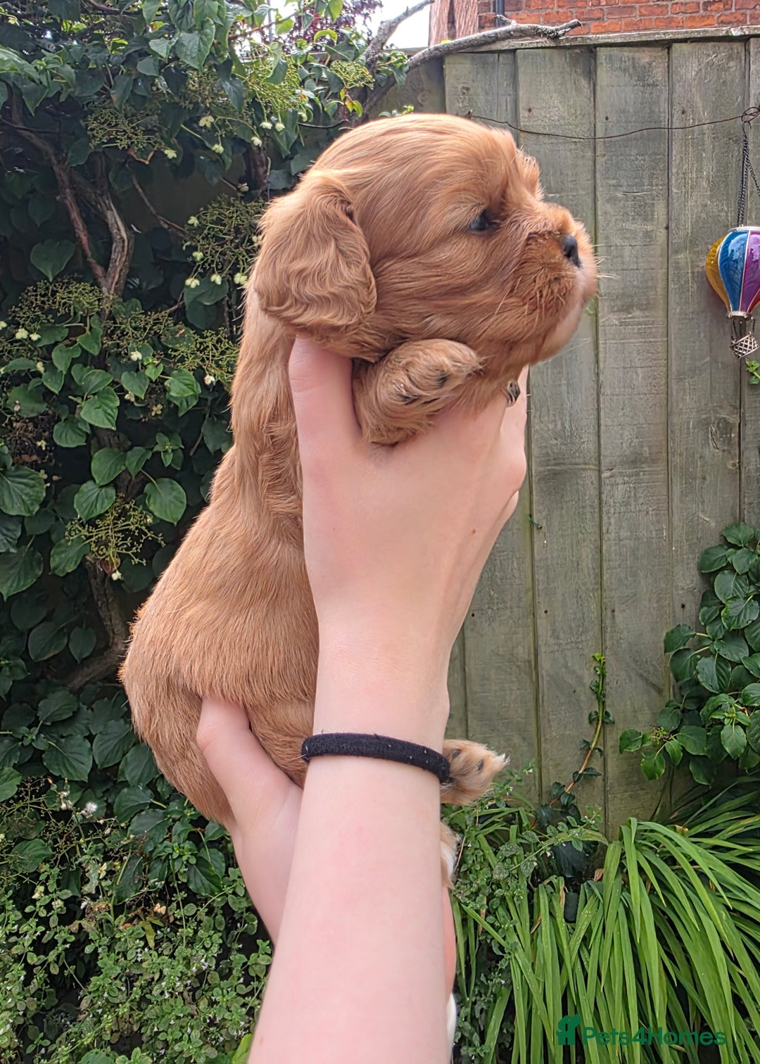 Cavalier King Charles Spaniel dogs for sale: Beautiful female cavalier king charles spaniels - Image 4