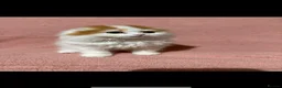 Scottish Fold cats for sale: Beautiful Scottish Fold × Long-Haired Mix Kittens  - Advert 6