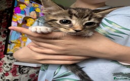 Mixed Breed cats for sale: 6 mixed kittens - Image 5