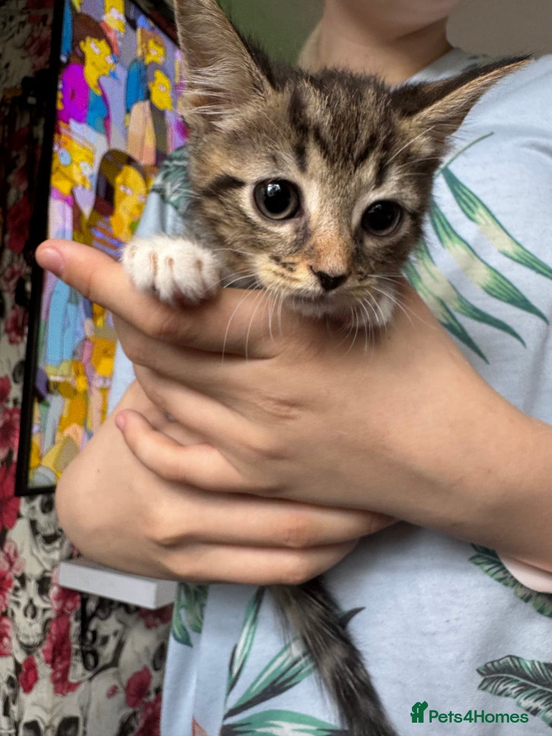 Mixed Breed cats for sale: 6 mixed kittens - Image 5