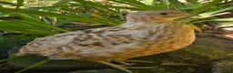Quail poultry for sale: Coturnix Quail  hatching eggs Japanese  - Advert 3