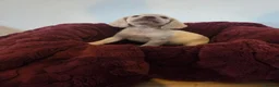 Cocker Spaniel dogs for sale: Gorgeous cocker spaniel puppies - Advert 8